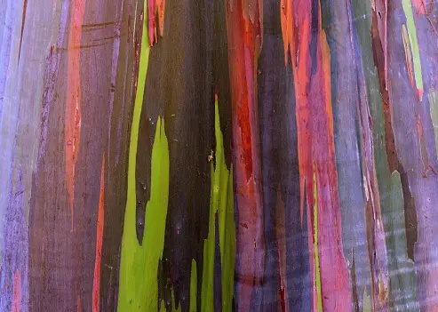 eucalipto arcoíris