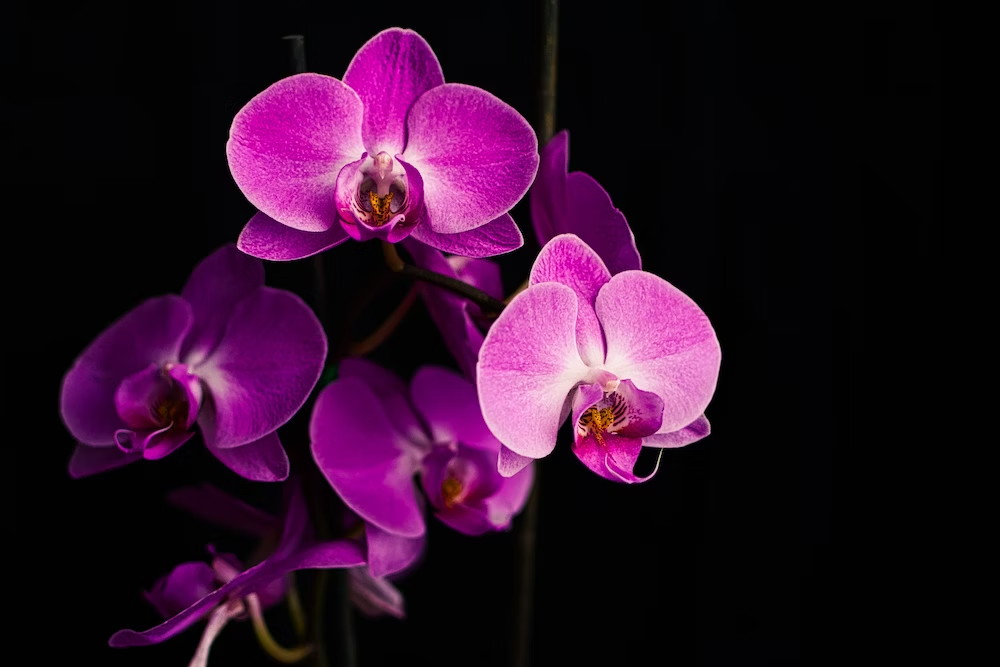 significado de la orquídea morada