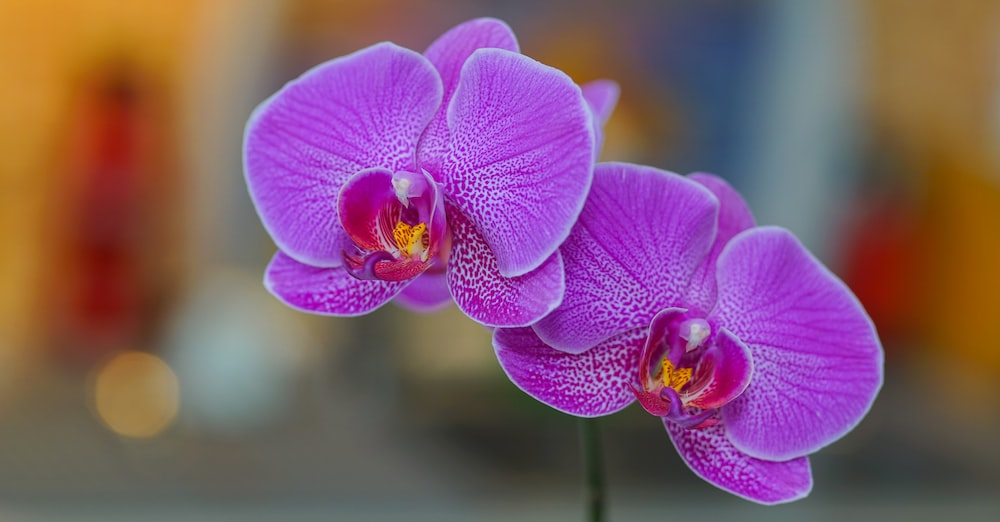significado de la orquídea morada