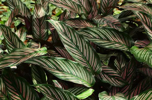 Calathea: Diseases and Solutions