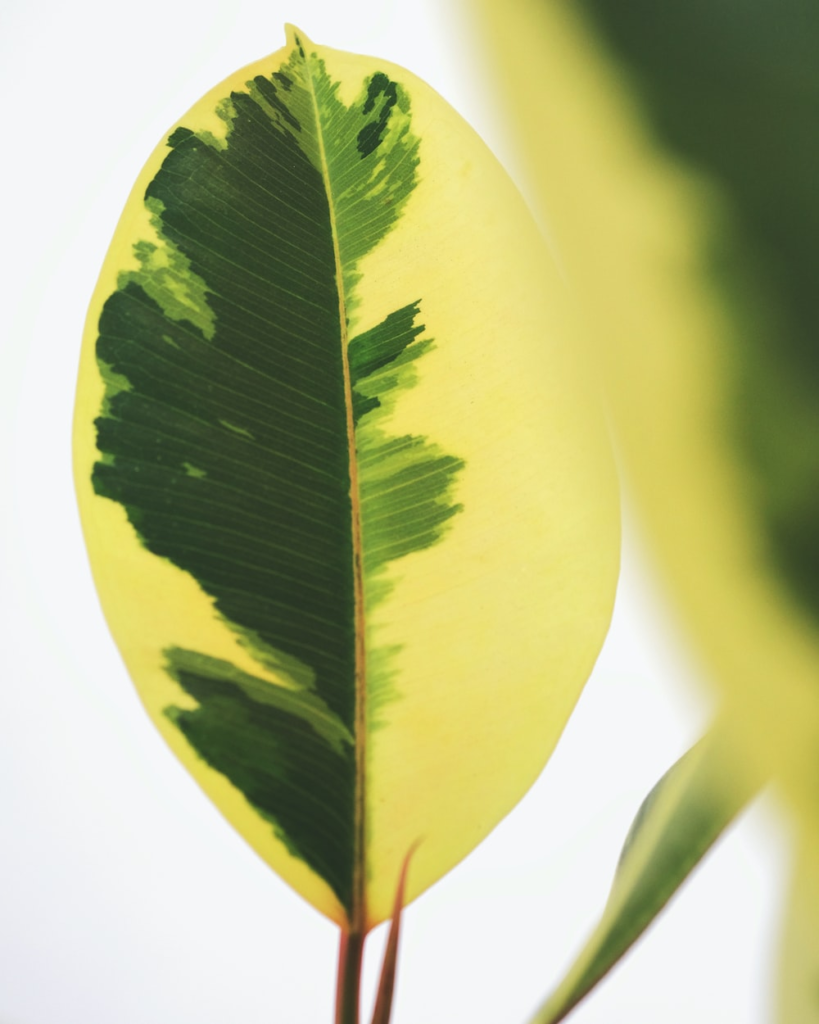 ficus elastica hojas amarillas