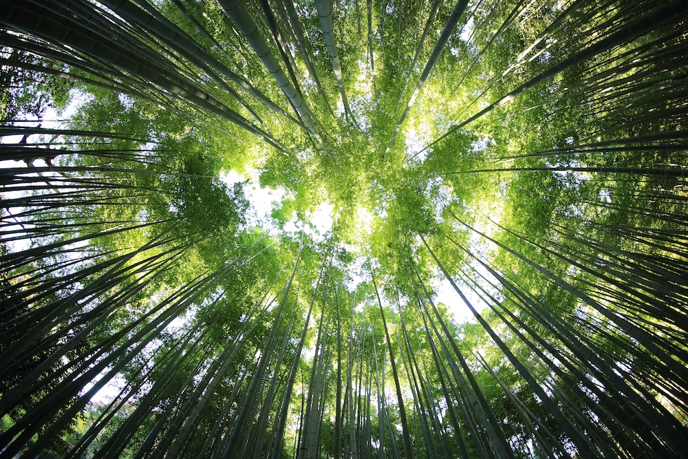 bosque de bambu