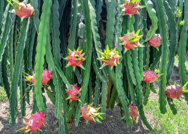 cultivo de pitaya en canarias