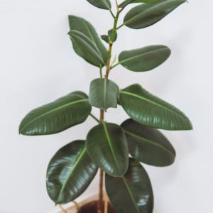 Ficus elastica (robusta)
