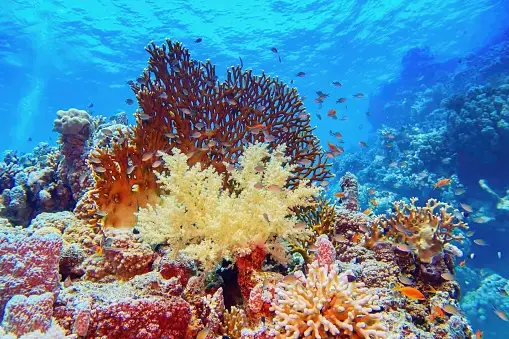 gran barrera de coral